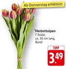 Herbsttulpen Angebote bei E center Hofheim für 3,49 €