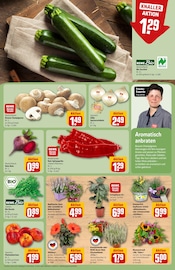 Blumentopf im REWE Prospekt in Weinheim Aktueller REWE Prospekt mit Blumentopf, "Dein Markt", Seite 9
