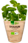 Basilikum im EDEKA Prospekt Basilikum von EDEKA Bio im aktuellen EDEKA Prospekt für 1,49 €