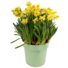 Aktuelles Zwiebelblumen XL Angebot bei toom Baumarkt in Recklinghausen ab 7,99 €