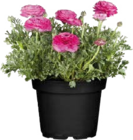 Globus-Baumarkt Künzelsau Prospekt mit  im Angebot für 2,49 €