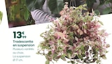 Promo Tradescantia en suspension à 13,99 € dans le catalogue Truffaut à Limoges