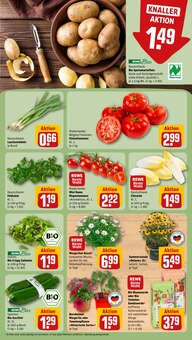 Pflanzen im REWE Prospekt "Dein Markt" mit 32 Seiten (Osnabrück)