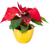 Aktuelle Blumentopf Angebote bei Kaufland in Hildesheim Aktuelles Mini-Zauberstern Angebot bei Kaufland in Hildesheim ab 1,99 €