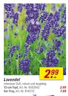 Aktuelles Lavendel Angebot bei toom Baumarkt in Hannover ab 2,99 €