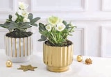 Hellebore dans le catalogue Super U