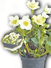 Wreesmann Gröditz - Christrose Angebot im Prospekt Christrose bei Wreesmann im Gröditz Prospekt für 3,99 €