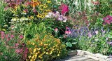 Aktuelle Blumen Angebote bei Globus-Baumarkt in Trier Aktuelles Solitärstauden "Bienenweide" Angebot bei Globus-Baumarkt in Trier ab 9,99 €