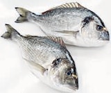 Dorade Royal von Pro Trace im aktuellen METRO Prospekt für 