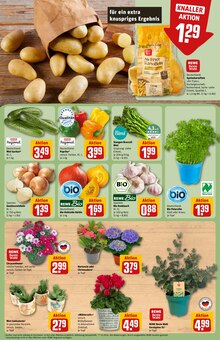 Pflanzen im aktuellen REWE Prospekt (Regensburg) Pflanzen im REWE Prospekt "Dein Markt" mit 26 Seiten (Regensburg)