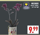 Orchidee von EDEKA im aktuellen Marktkauf Prospekt