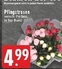 Pfingstrosen bei EDEKA im Wallenhorst Prospekt für 4,99 €