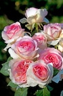 Promo Rosier buisson à grandes fleurs ou fleurs groupées à 19,99 € dans le catalogue Gamm vert à Châtenay-Malabry