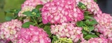 Garten-Hortensie bei Globus-Baumarkt im Laupheim Prospekt für 14,99 €