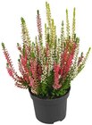 Besenheide Trio Angebote bei REWE Ettlingen für 1,19 €