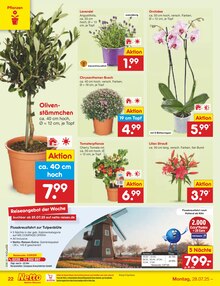 Blumen im Netto Marken-Discount Prospekt "Aktuelle Angebote" mit 65 Seiten (Düsseldorf)
