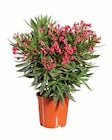 Oleander XXL bei Lidl im Ense Prospekt für 9,99 €