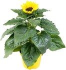 Sonnenblume Angebot im Penny Prospekt Sonnenblume im Penny Prospekt zum Preis von 1,99 €