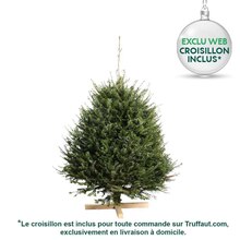 Sapin de Noël naturel Abies grandis : 125/150 cm coupé à Truffaut dans Le Plessis-Robinson Sapin de Noël naturel Abies grandis : 125/150 cm coupé à Truffaut dans Le Plessis-Robinson