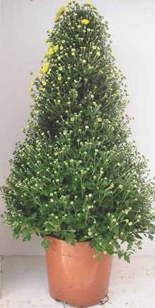 Zimmermann Bad Bederkesa - Chrysanthemen Chrysanthemen Angebot bei Zimmermann Bad Bederkesa im Prospekt "Mehr als Du denkst! "