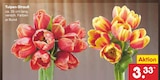 Tulpen-Strauß Angebote bei Netto Marken-Discount Kiel für 3,33 €