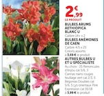 Promo Bulbes Arums Aethiopica Blanc à 2,99 € dans le catalogue Super U à Gennes