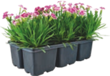 PACK DE 6 ŒILLETS DIANTHUS "PINK KISSES" - GARDENLINE en promo chez Aldi PACK DE 6 ŒILLETS DIANTHUS "PINK KISSES" - GARDENLINE dans le catalogue Aldi