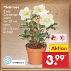 Aktuelles Christrose Angebot bei Netto Marken-Discount in Saarbrücken ab 3,99 €