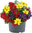 Blumen im 12 cm Topf bei Globus-Baumarkt im Petersberg Prospekt für 3,99 €