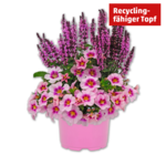 Zauberglöckchen und Steppensalbei im Angebot bei Penny in Neustadt Zauberglöckchen und Steppensalbei Angebote bei Penny Neustadt für 2,79 €