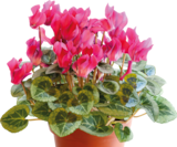 Promo Cyclamen "metalis®" ECLOZ à 4,99 € dans le catalogue Delbard à La Patte d'Oie