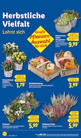 Kürbis im Lidl Prospekt in Bad Kreuznach Aktueller Lidl Prospekt mit Kürbis, "LIDL LOHNT SICH", Seite 24