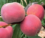 Promo Pêchers à 29,95 € dans le catalogue LaMaison.fr à La Ferté-Bernard