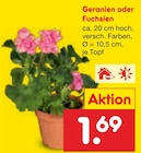 Aktuelles Geranien Angebot bei Netto Marken-Discount in Braunschweig ab 1,69 €