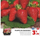 Plants de fraisiers en promo chez Super U Strasbourg à 3,90 €