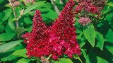 Angebot im Hagebaumarkt Bramsche Prospekt Hagebaumarkt Bramsche Prospekt mit im Angebot für 9,99 €