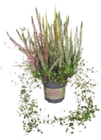 Knospenheide dreifarbig mit Mühlenbeckia im Angebot bei tegut in Fulda Knospenheide dreifarbig mit Mühlenbeckia Angebote bei tegut Fulda für 4,99 €
