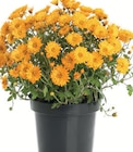 Chrysanthemen im Angebot bei Zimmermann in Magdeburg Chrysanthemen Angebote bei Zimmermann Magdeburg für 1,99 €