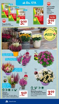 Blumen im aktuellen ALDI SÜD Prospekt (Krefeld) Blumen im ALDI SÜD Prospekt "Gutes für Alle." mit 33 Seiten (Krefeld)