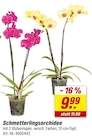 toom Baumarkt Meppen - Schmetterlingsorchidee Angebot im Prospekt Schmetterlingsorchidee bei toom Baumarkt im Meppen Prospekt für 9,99 €