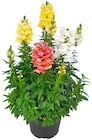Löwenmäulchen im Penny Prospekt Löwenmäulchen von im aktuellen Penny Prospekt für 3,99 €