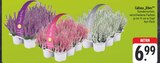Aktuelles Calluna 'Vibes' Angebot bei EDEKA in Leipzig ab 6,99 €