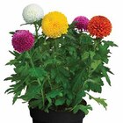 CHRYSANTHEME 'FLOWERPOPS' im Angebot bei Dehner Garten-Center in Mainz CHRYSANTHEME 'FLOWERPOPS' Angebote bei Dehner Garten-Center Mainz für 6,99 €