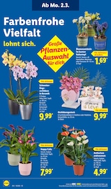 Gartenpflanzen Angebote im Prospekt "LIDL LOHNT SICH" von Lidl Gartenpflanzen Angebote im Prospekt "LIDL LOHNT SICH" von Lidl auf Seite 20