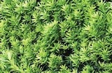 Gemeine Eibe im Angebot bei Dehner Garten-Center in Nürnberg Gemeine Eibe Angebote bei Dehner Garten-Center Nürnberg für 9,99 €