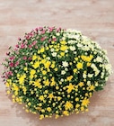 Chrysanthème Tricolore - Super U à Toulon Chrysanthème Tricolore en promo chez Super U Toulon à 10,49 €