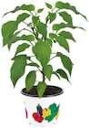 Plants de légumes - Lidl à Aubervilliers Plants de légumes en promo chez Lidl Aubervilliers à 1,33 €