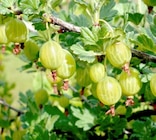 Beerenobstbusch bei Thomas Philipps im Prospekt "" für 3,99 €