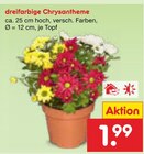 dreifarbige Chrysantheme im Angebot bei Netto Marken-Discount in Bremen dreifarbige Chrysantheme Angebote bei Netto Marken-Discount Bremen für 1,99 €