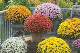 SUR TOUS LES CHRYSANTHÈMES DIAMÈTRE 19 CM OU 3 L dans le catalogue Carrefour